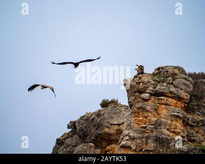 Zwei Geier auf einem Felsen, während andere zwei Geier in Maderuelo in Spanien am Himmel fliegen Stockfoto