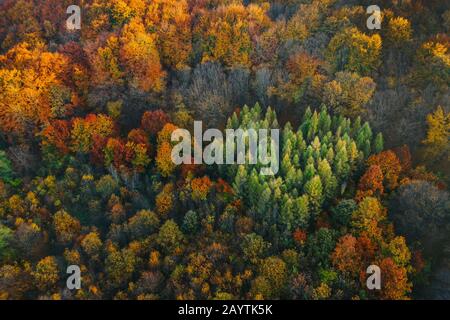 Bunte Bäume im Herbst von einer Drohne aus gesehen. Bäume in Form eines Herzens gepflanzt. Stockfoto