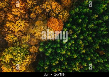 Bunte Bäume im Herbst von einer Drohne aus gesehen. Stockfoto