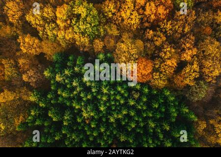 Bunte Bäume im Herbst von einer Drohne aus gesehen. Stockfoto