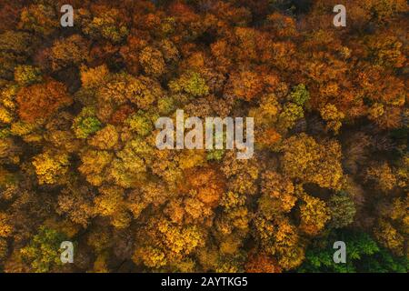 Bunte Bäume im Herbst von einer Drohne aus gesehen. Stockfoto