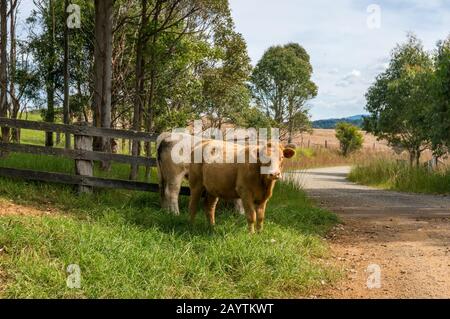 Landschaft mit zwei roten Kühen, die in grünem Gras in der Nähe der Straße stehen Stockfoto
