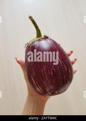 Weibliche Hand mit roter Maniküre hält eine reife violette Aubergine. Stockfoto