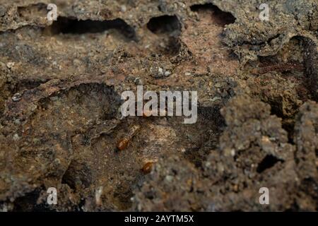 Trockenholz Termites auf dem alten Holz verrottet Stockfoto