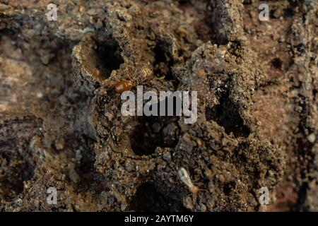 Trockenholz Termites auf dem alten Holz verrottet Stockfoto