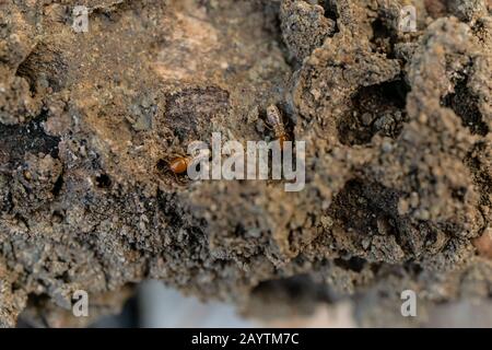 Trockenholz Termites auf dem alten Holz verrottet Stockfoto