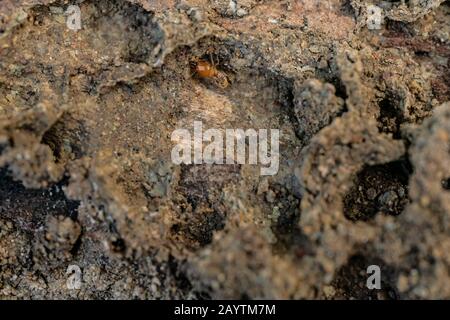 Trockenholz Termites auf dem alten Holz verrottet Stockfoto