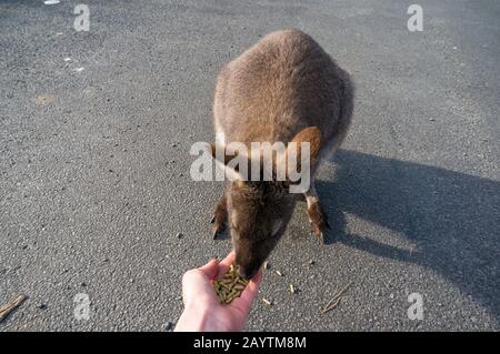 Nahaufnahme des wilden wallabigen Tieres, das von der Hand isst. Freundliche australische Tierwelt Stockfoto