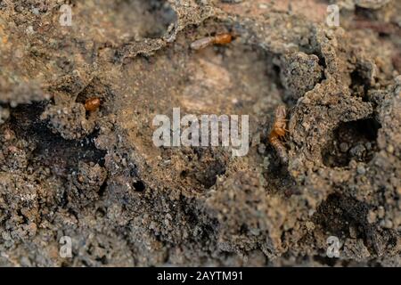 Trockenholz Termites auf dem alten Holz verrottet Stockfoto