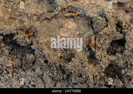 Trockenholz Termites auf dem alten Holz verrottet Stockfoto