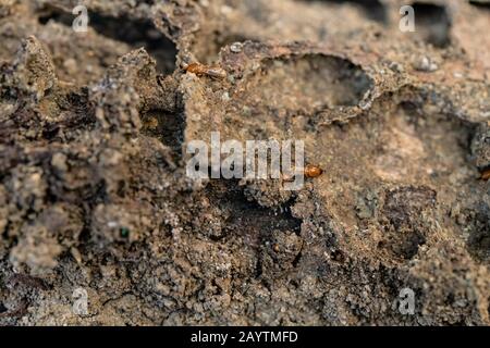 Trockenholz Termites auf dem alten Holz verrottet Stockfoto