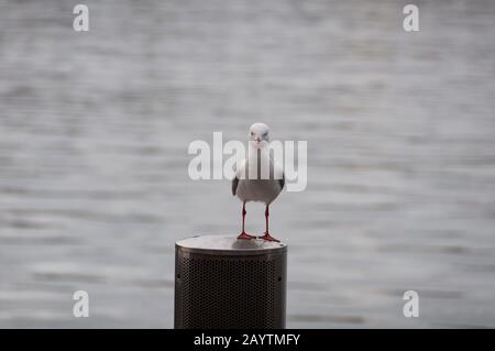 Möwenvogel sitzt auf einem Holzpfahl mit Wasseroberfläche auf dem Hintergrund. Silberner Möwe, hintergrund des pazifik-larus-Vogels Stockfoto