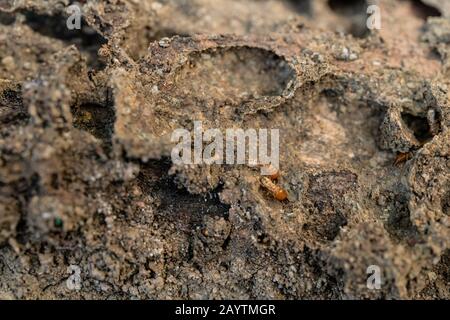 Trockenholz Termites auf dem alten Holz verrottet Stockfoto