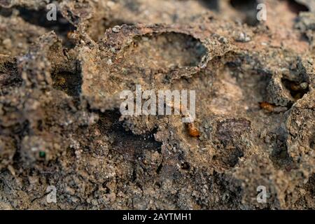 Trockenholz Termites auf dem alten Holz verrottet Stockfoto