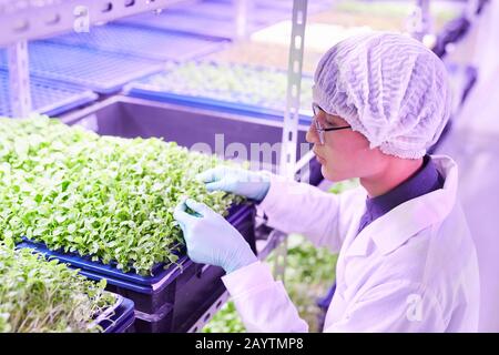 Hochwinkelporträt asiatischer junger Mann, der Pflanzen untersucht, während er im Gewächshaus in der Baumschule arbeitet, Kopierraum Stockfoto