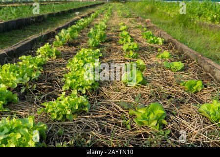 Salatblätter Pflanzen im Garten des Bauern für Lebensmittel. Gesunder Salat wächst im Boden Frische grüne Blattsalatpflanzen wachsen im freien Boden. Stockfoto