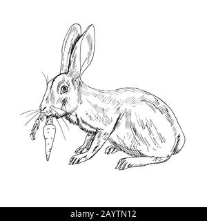 Hase (Kaninchen) mit Karotte, handgezeichnetes Doodle, Skizze, Umrisszeichnung Stockfoto