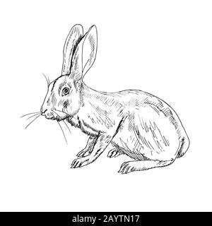Hase (Kaninchen)-Position, handgezeichnetes Doodle, Skizze, Umrisszeichnung Stockfoto