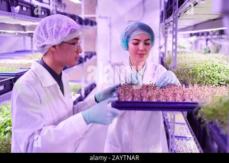 Porträt zweier junger Arbeiter, die Tabletts im Gewächshaus in der Baumschule arrangieren, Kopierraum Stockfoto
