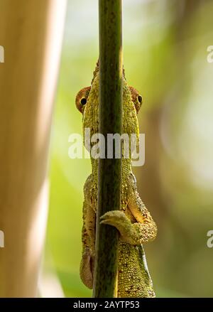 Nahansicht eines Pantherchamäleons (Furcifer pardalis) Stockfoto