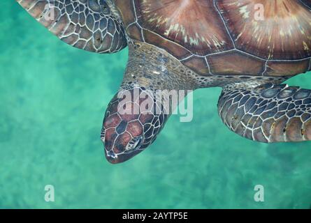 Nahaufnahme einer grünen Meeresschildkröte (Chelonia mydas) von oben Stockfoto