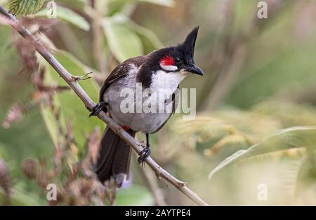 Nahaufnahme eines rot geflüsterten bulbugen (Pycnonotus jocosus) im Foret de Bebour (La Réunion) Stockfoto