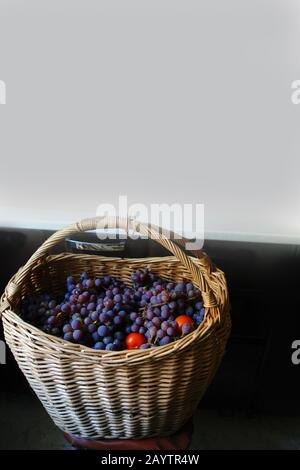 Reifer Trauben zum Tisch in einem großen Korb Stockfoto