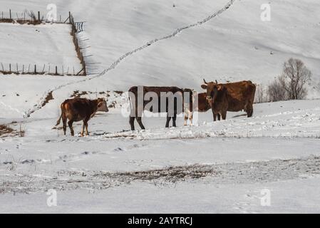 Im Winterberg im Schnee stehende Kühe Stockfoto