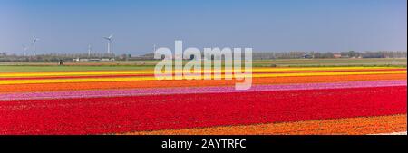 Panorama der farbenfrohen Tulpenfelder in Noordoostpolder, Niederlande Stockfoto