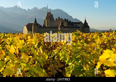 Weinmuseum Schloss Aigle, Chateau d'Aigle, umgeben von Weinbergen in Herbstfarben, Aigle, Kanton Waadt, Schweiz Stockfoto