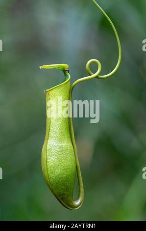 Pitcher Plant (Nepenthes gracilis) in situ, Pitcher Plant family (Nepenthaceen), Kinabatangan River flood plain, Sabah, Borneo, Malaysia Stockfoto