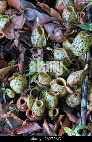 Cluster aus Erdkrügen von Nepenthes ampullaria in situ, Pitcher Plant Family (Nepenthaire), Kinabatangan River Flood Plain, Sabah, Borneo, Malaien Stockfoto