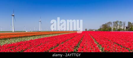 Panorama der roten Tulpenfelder und Windkraftanlagen in Noordoostpolder, Holland Stockfoto