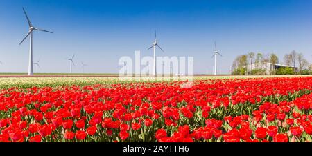 Panorama von bunten Tulpenfeldern und Windkraftanlagen in Noordoostpolder, Holland Stockfoto