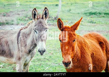 Mule und Esel in Grasland, Extreamadura Stockfoto