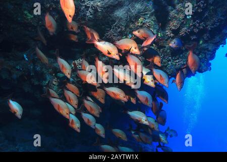 Der Buckel-Schnapper (Lutjanus Gibbus) Fischschwarm Unterwasser im Indischen Ozean Stockfoto