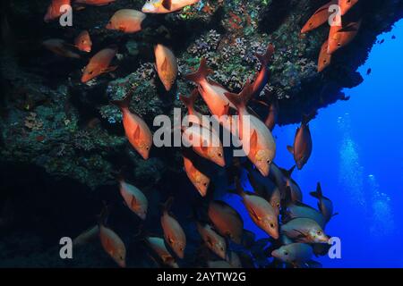 Der Buckel-Schnapper (Lutjanus Gibbus) Fischschwarm Unterwasser im Indischen Ozean Stockfoto