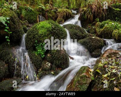 Parque Natural Fragas del Eume,? Provincia de La Coruña, Galicien, Spanien. Stockfoto