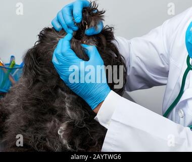 Der männliche Tierarzt in einem weißen medizinischen Mantel und blaue sterile Handschuhe sitzt an einem Tisch und führt eine medizinische Untersuchung des Mundes und der Zähne eines Schwarzen durch Stockfoto