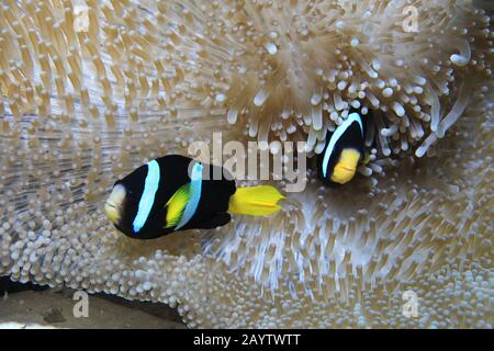 Gelbschwanz Clownfish (Amphiprion clarkii) unter Wasser mit Meeranemon im indischen Ozean Stockfoto