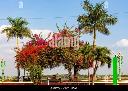 Auf dem Mekong River Walk in Kampong Cham, Kambodscha, ist ein farbenfroher Pfauenblumenbaum voller blühender Blumen. Stockfoto