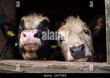 Kühe, die durch ein Fenster auf einer Farm in Cumbria schauen Stockfoto