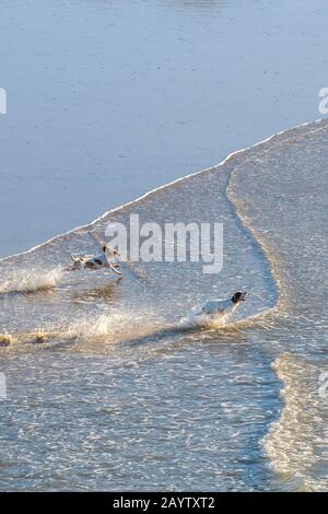 Zwei sehr aufgeregte Hunde, die am Porth Beach in Newquay in Cornwall ins Meer laufen. Stockfoto