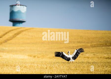 Adulter Weißstorch (Ciconia ciconia) auf einem Feld Stockfoto