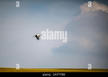 Adulter Weißstorch (Ciconia ciconia) auf einem Feld Stockfoto