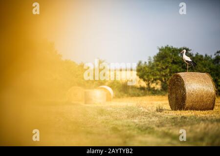 Adulter Weißstorch (Ciconia ciconia) auf einem Feld Stockfoto