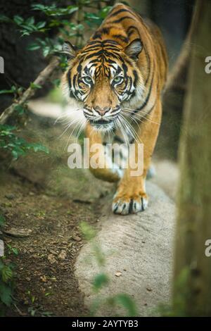 Nahaufnahme eines sibirischen Tigers auch bekannt als Amur-Tiger (Panthera Tigris Altaica), die größte lebende Katze Stockfoto