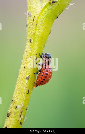 Eine Kolorado Kartoffelkäferlarve - Leptinotarsa decemlineata, Die Am Stamm einer Kartoffelpflanze läuft. Stockfoto