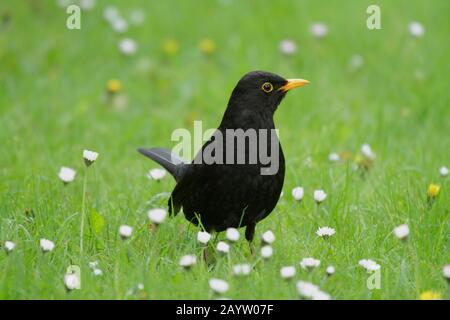 Blackbird (Turdus merula), männlich auf einem Rasen mit Gänseblümchen, Deutschland, Nordrhein-Westfalen Stockfoto