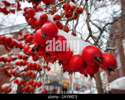 Schwedisches Weißlicht (Sorbus Intermedia), Whitebeam im Winter, Deutschland Stockfoto